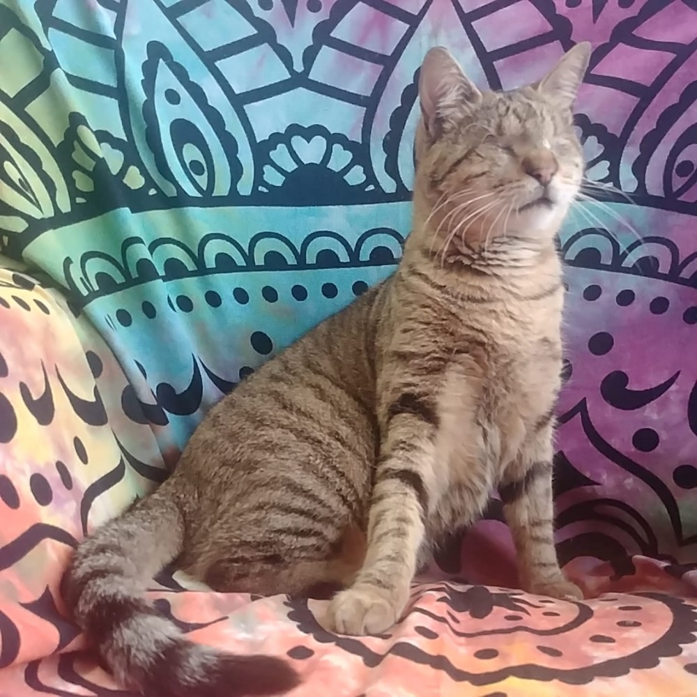 Hope (ahora Pichi): adopted, cat - , Hembra
