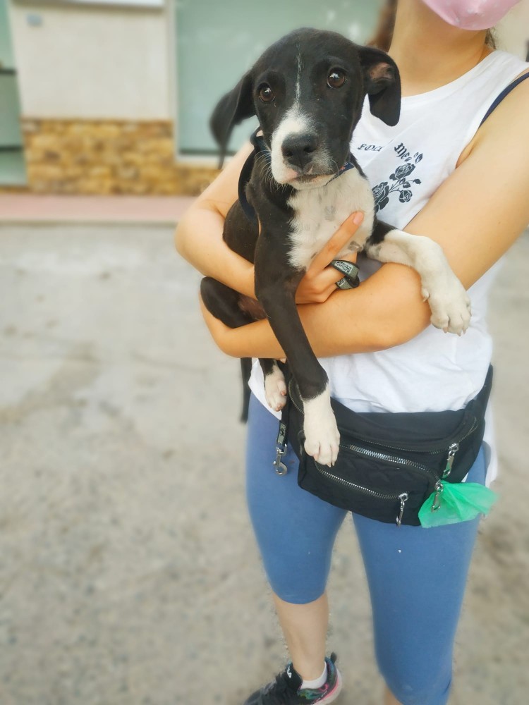 Kendra (ahora Lola): adopted, dog - , female