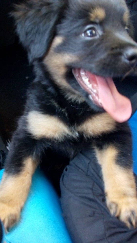 Koda: __enum.animalType.inactive, __enum.animalSpecie.dog - , __enum.animalGender.female