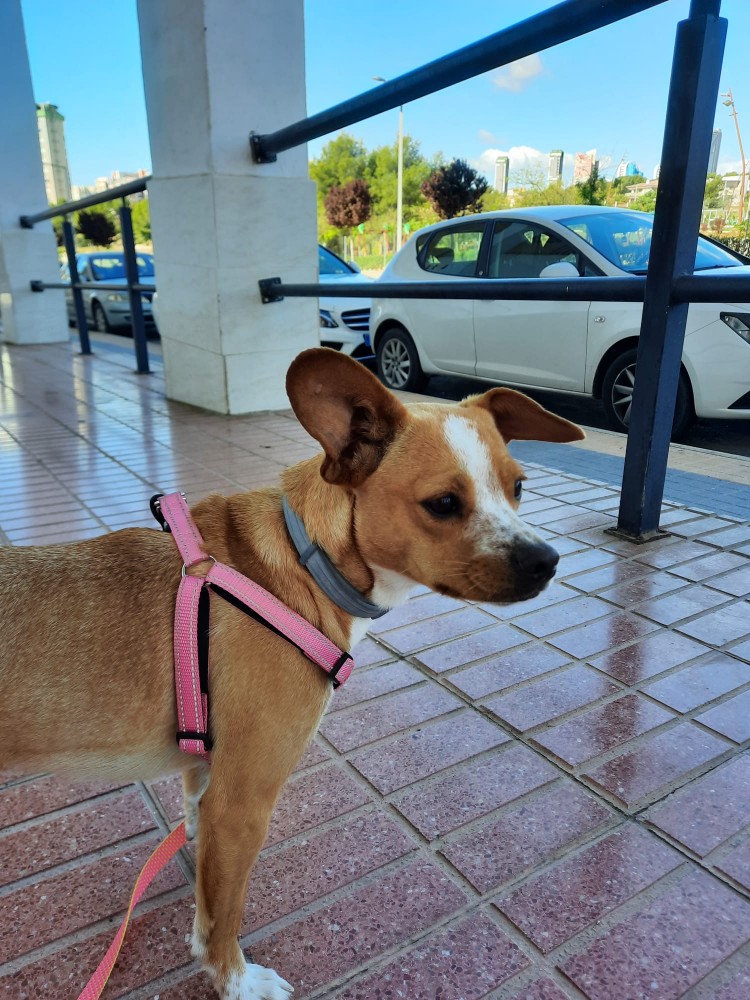 Lola: adopted, dog - , female