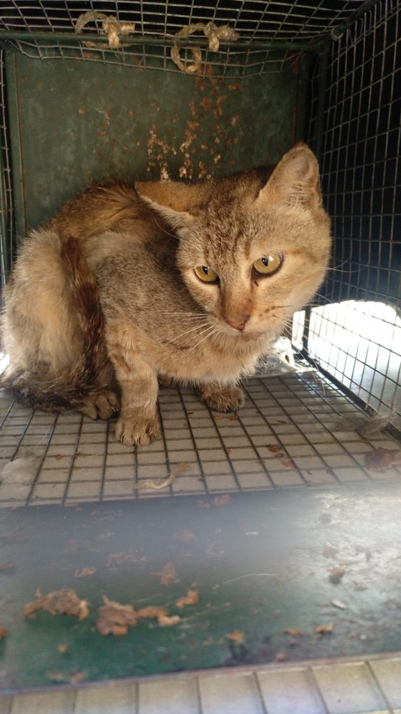 Mía (busca acogida urgente): __enum.animalType.inactive, __enum.animalSpecie.cat - , __enum.animalGender.female
