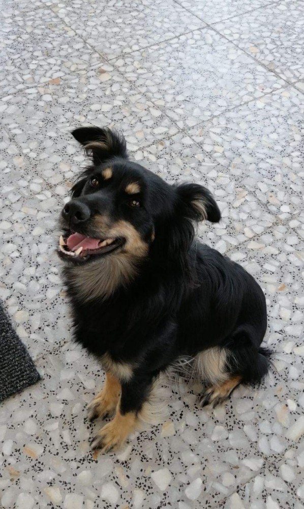 Oli (ahora Laia): adopted, dog - , female