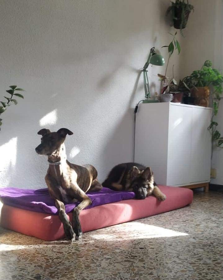 Osa (ahora Bruma): adopted, dog - , female
