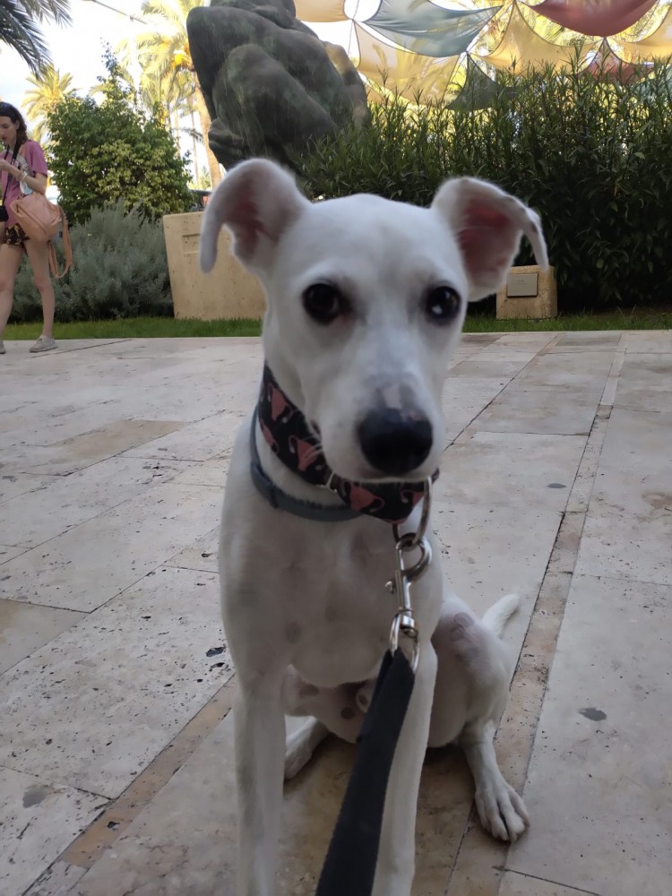Toby: adopted, dog - , male