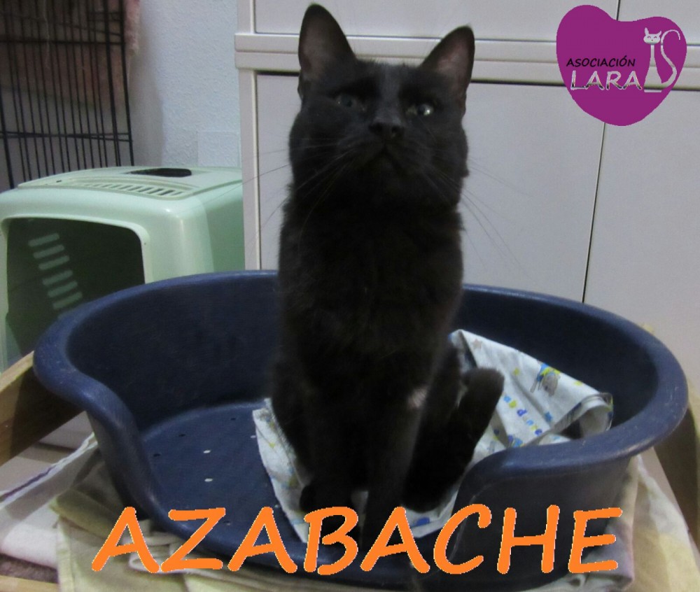 Azabache: adopted, dog - , female