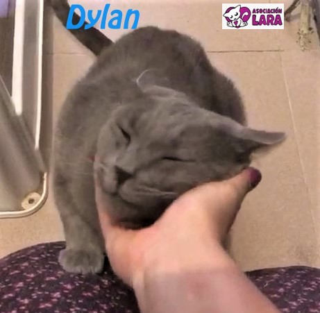 Dylan: adopted, dog - , male