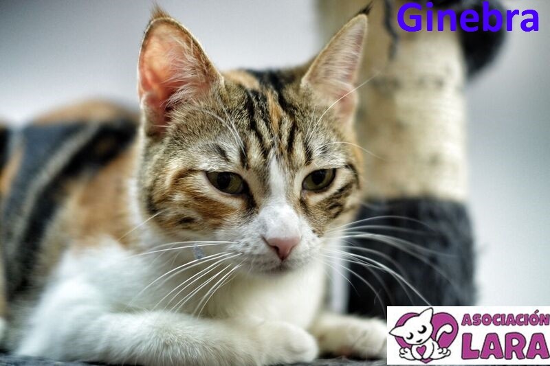 Ginebra: adopted, dog - , female