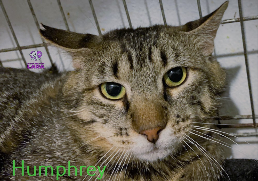Humphrey: for-adoption, dog - , male