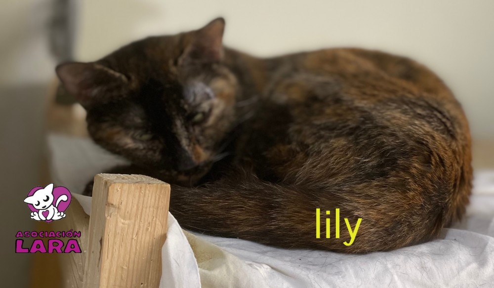 Lily: for-adoption, dog - , female