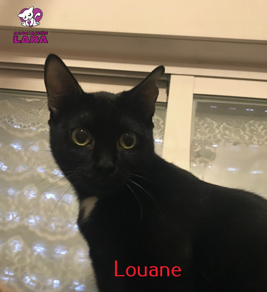 Louane: for-adoption, dog - , female