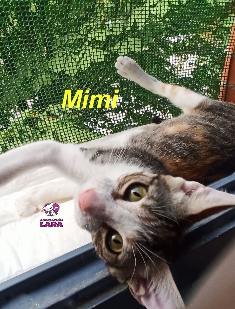 Mimi: for-adoption, dog - , female