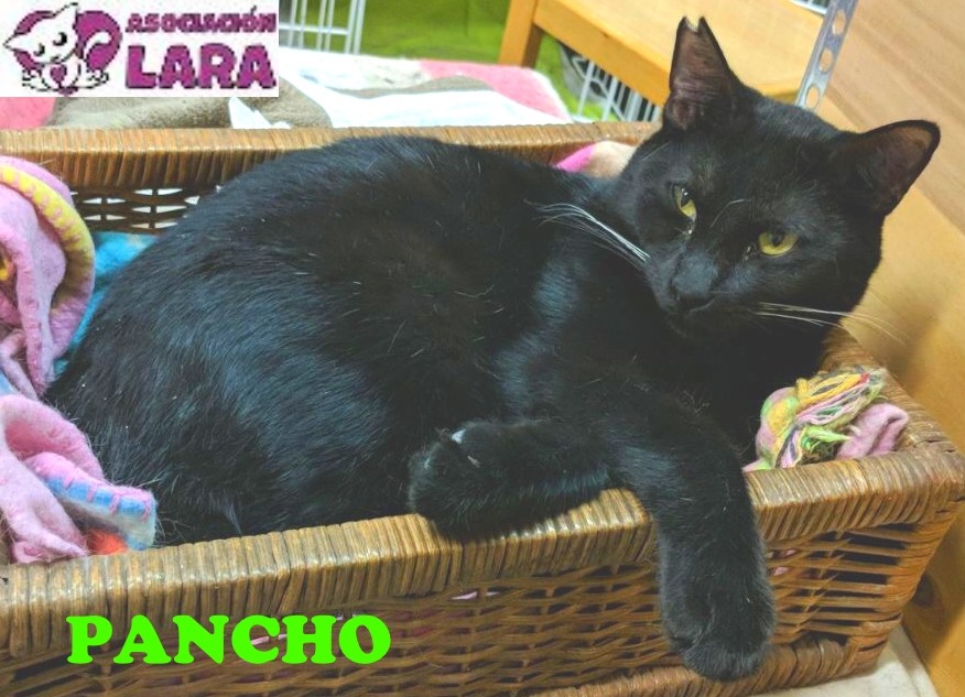 Pancho: for-adoption, dog - , male