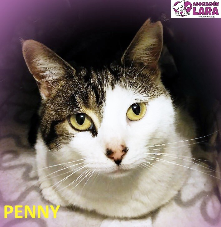 Penny: ТӀеерзийна, ЖӀаьла - , Зударийн