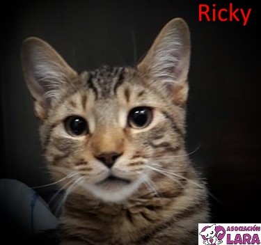 Ricky: Adoptado, Perro - , Macho