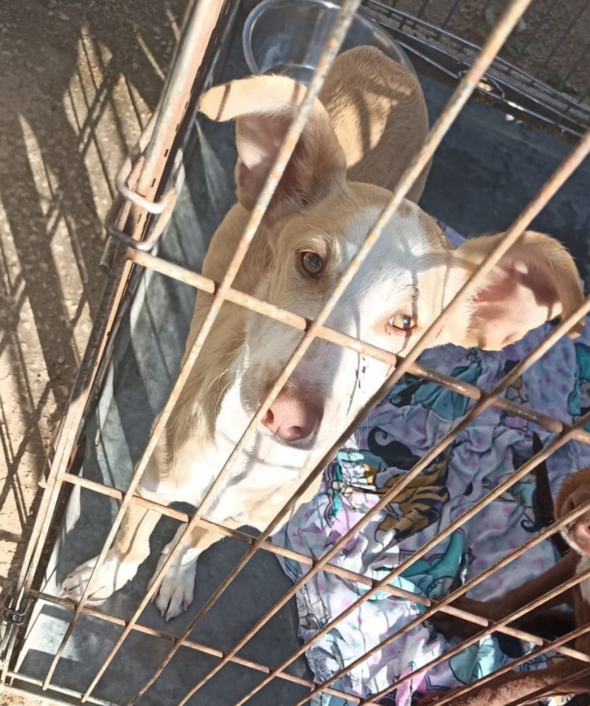 Raluco (Busca acogida): for-adoption, dog - , male