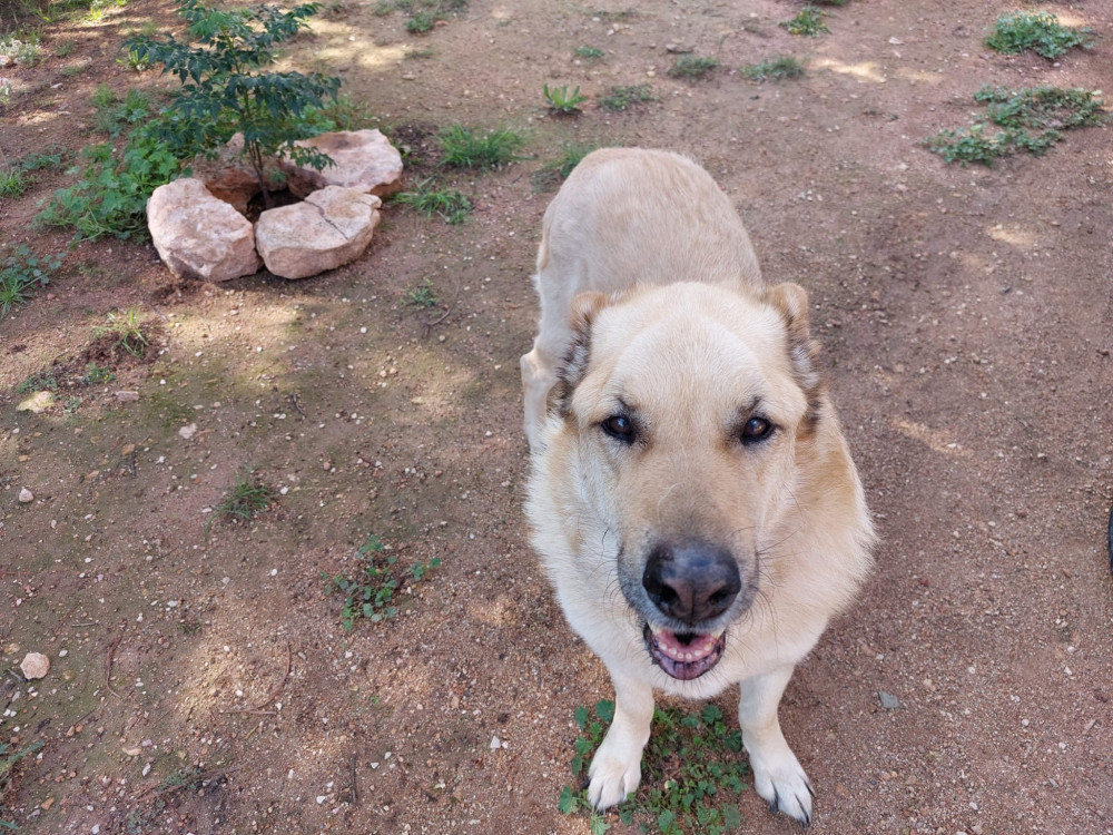 Simón (Busca acogida): __enum.animalType.for-adoption, __enum.animalSpecie.dog - , __enum.animalGender.male