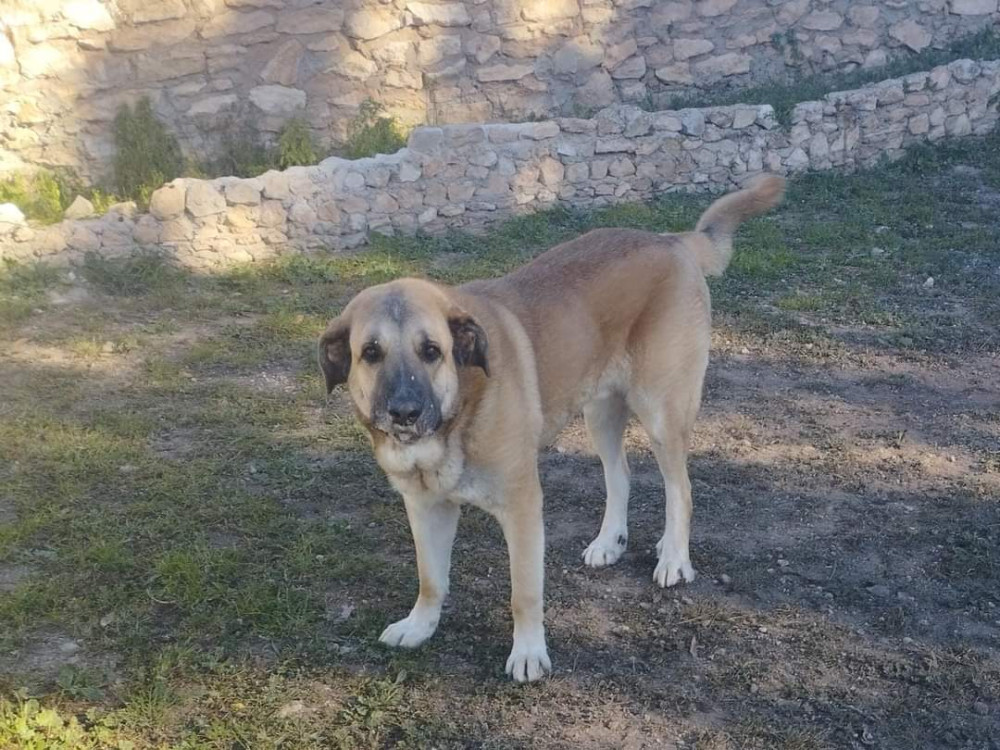 Rolo (Busca acogida): __enum.animalType.for-adoption, __enum.animalSpecie.dog - , __enum.animalGender.male