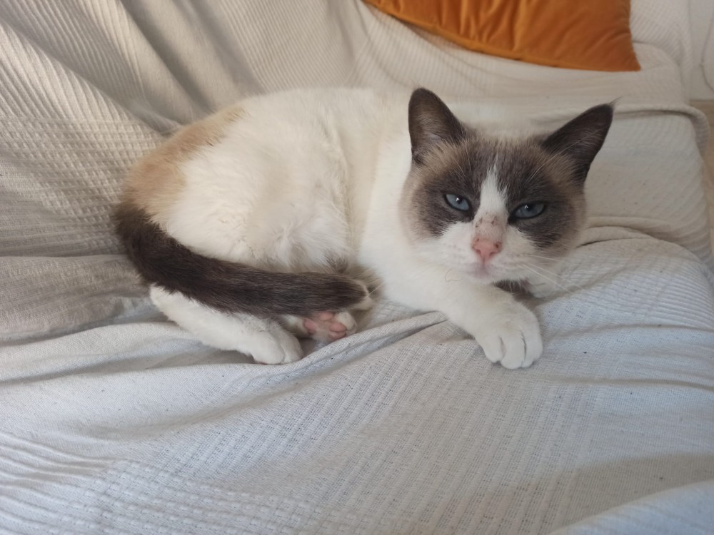 Karen (Desaparecida): __enum.animalType.inactive, __enum.animalSpecie.cat - , __enum.animalGender.female