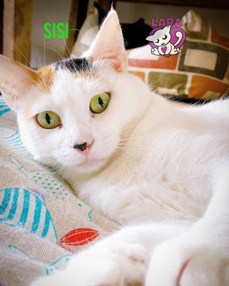 Sisi: __enum.animalType.for-adoption, __enum.animalSpecie.cat - , __enum.animalGender.female
