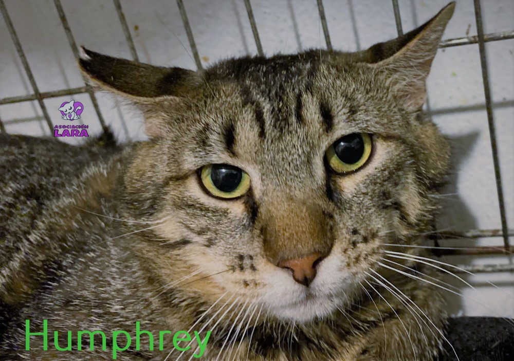 Humphrey: __enum.animalType.for-adoption, __enum.animalSpecie.cat - , __enum.animalGender.male