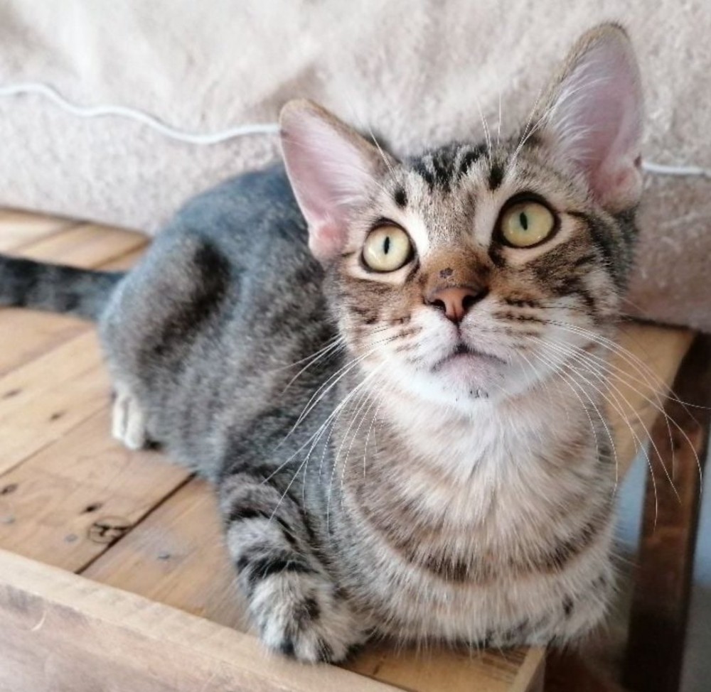 Whoopy: __enum.animalType.for-adoption, __enum.animalSpecie.cat - , __enum.animalGender.female