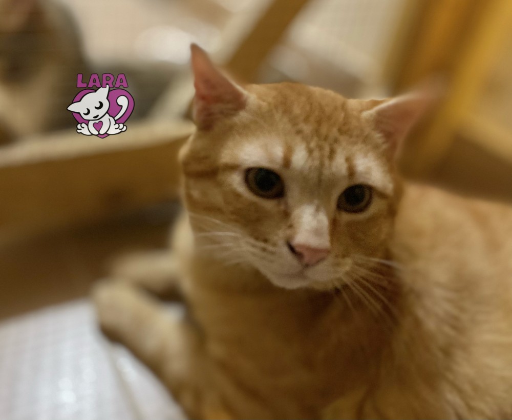 Kenan: __enum.animalType.for-adoption, __enum.animalSpecie.cat - , __enum.animalGender.male