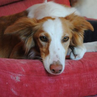 Blanca: adopted, dog - Mezcla de Podenco, Female