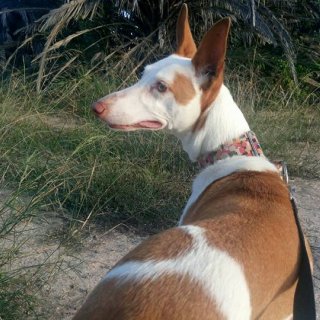 Jade: adopted, dog - Podenco, Female