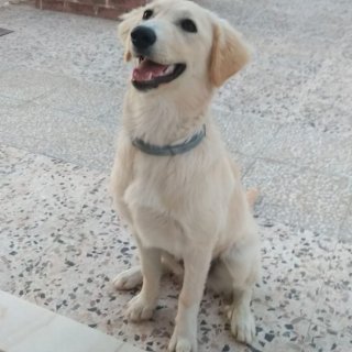 Dori: adopted, dog - Mestiza, Female