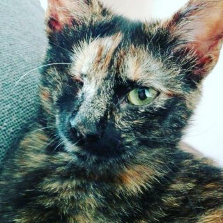 Pikara: adopted, cat - Carey, Hembra