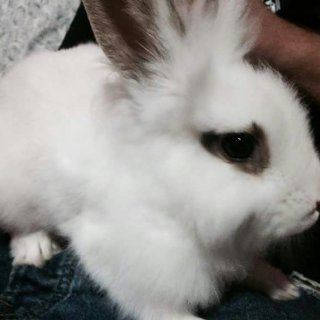 Tófu : adopted, rabbit - Conejo Blanco común de pelo Semi - Largo, male