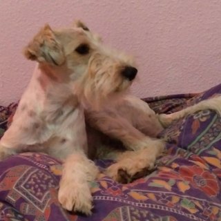 Roger: adopted, dog - Fox Terrier, male