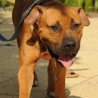 Dember: for-adoption, dog - ., Male