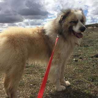 Mirko: for-adoption, dog - Mastín del Pirineo, Male