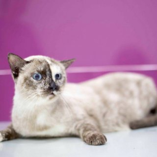 Sasha: for-adoption, cat - Siamés, Female