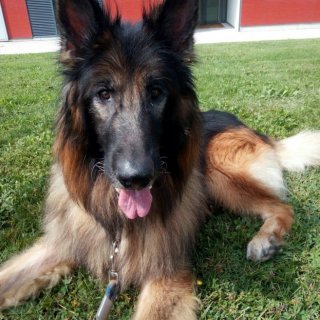 Rex: for-adoption, dog - Pastor alemán, Male