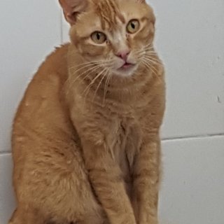 Owen: for-adoption, cat - Común Europeo, Macho