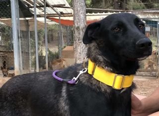 Pompeya: for-adoption, dog - Mestiza, female