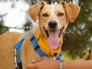 Dimna: for-adoption, dog - Mestiza, female