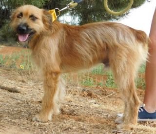 Lagun: for-adoption, dog - Carea, male