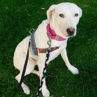 Qamar: for-adoption, dog - Podenca, female