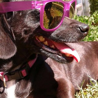 Olivia: for-adoption, dog - Mestiza, Female