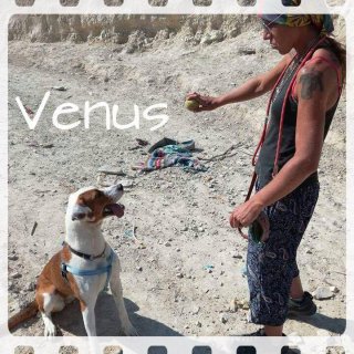 Venus: adopted, dog - Mestiza mediano, female
