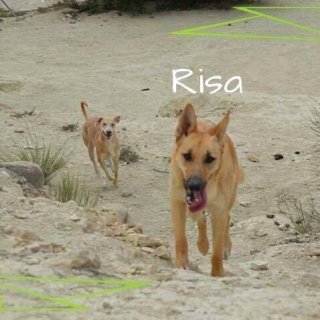 Risa: adopted, dog - Mestizo, male