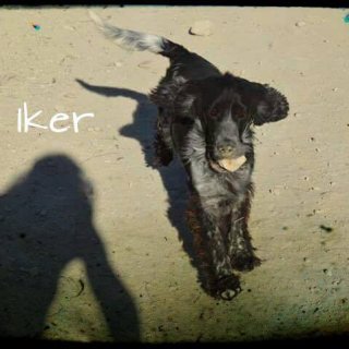 Iker: for-adoption, dog - Cocker, male