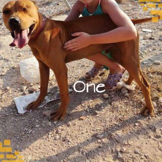 One: adopted, dog - American Staffordshire, female