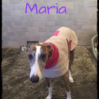 Maria: adopted, dog - Galga, male