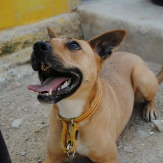 Kika: for-adoption, dog - Amstaff, female