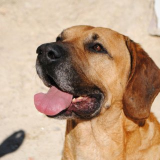 Nerón: for-adoption, dog - Mestizo, male
