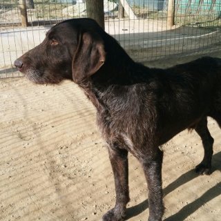 Bruno: for-adoption, dog - Drathaar, Male